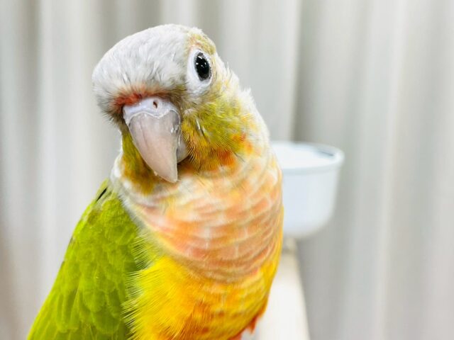 【最新画像】カラフルかわいい甘えんぼう🍍✨ホオミドリウロコインコちゃん(パイナップル) ホオミドリウロコインコ