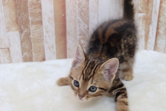 アメリカンショートヘア