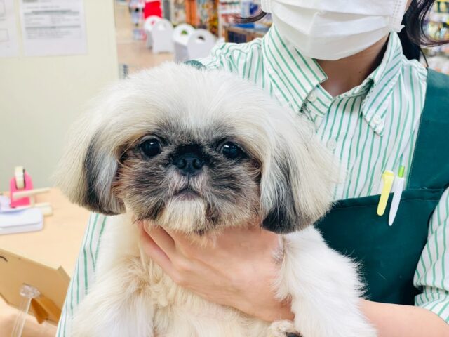 まっくろくろすけ🖤ペキニーズくん ペキニーズ