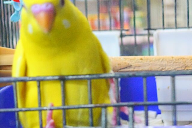 セキセイインコ