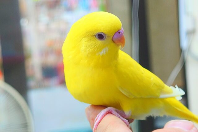 セキセイインコ