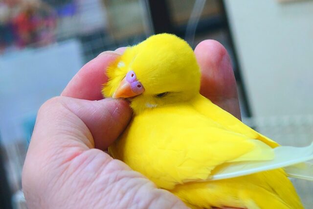 セキセイインコ