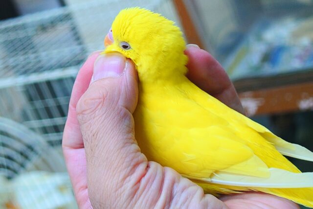 セキセイインコ