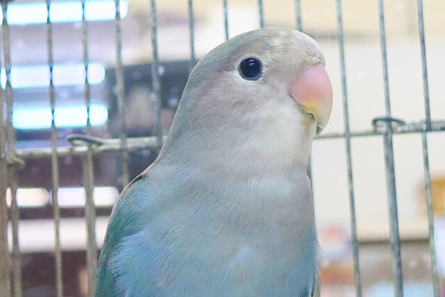 コザクラインコ（小桜インコ）