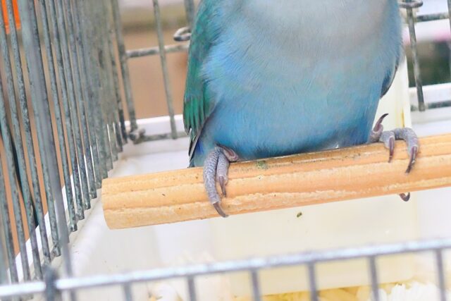 コザクラインコ（小桜インコ）