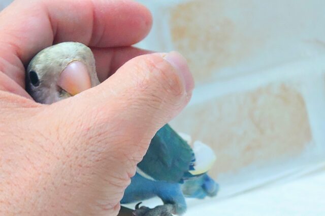 コザクラインコ（小桜インコ）