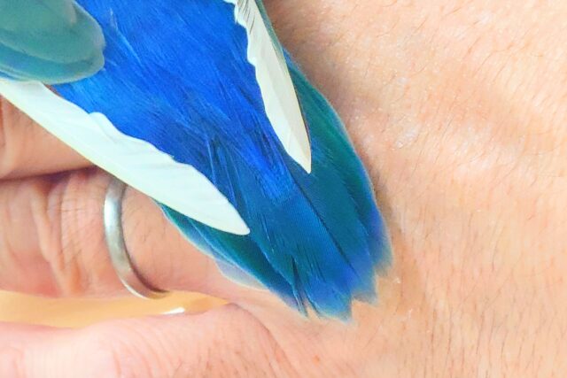 コザクラインコ（小桜インコ）