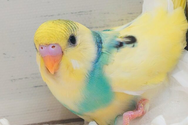 セキセイインコ