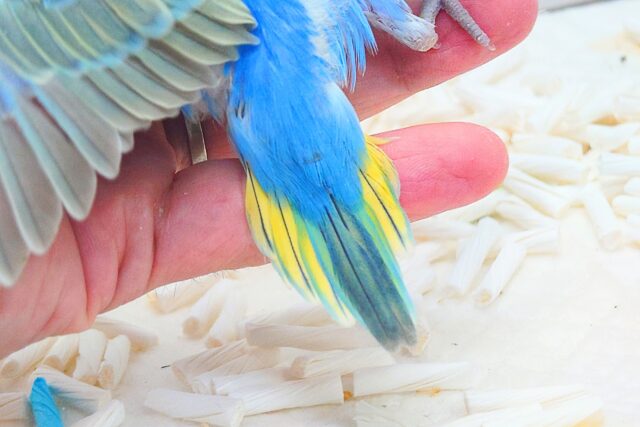 セキセイインコ