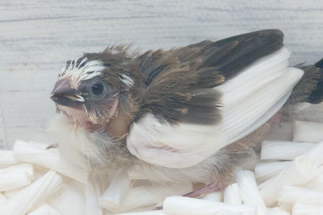 最新画像になります☆ すっかり♪しっかりーぃ☆彡 ジュウシマツ〜〜 十姉妹(ジュウシマツ)