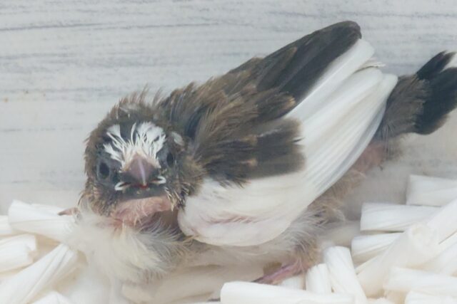 最新画像になります☆ すっかり♪しっかりーぃ☆彡 ジュウシマツ〜〜 十姉妹(ジュウシマツ)