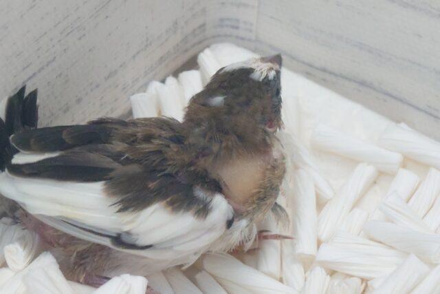 最新画像になります☆ すっかり♪しっかりーぃ☆彡 ジュウシマツ〜〜 十姉妹(ジュウシマツ)