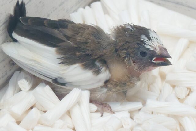 最新画像になります☆ すっかり♪しっかりーぃ☆彡 ジュウシマツ〜〜 十姉妹(ジュウシマツ)