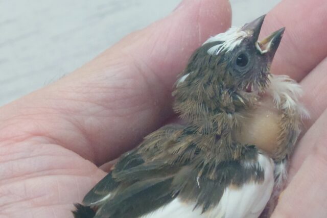 最新画像になります☆ すっかり♪しっかりーぃ☆彡 ジュウシマツ〜〜 十姉妹(ジュウシマツ)