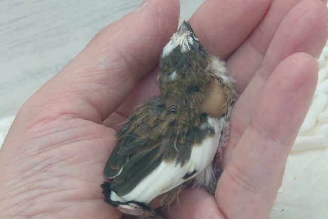 最新画像になります☆ すっかり♪しっかりーぃ☆彡 ジュウシマツ〜〜 十姉妹(ジュウシマツ)