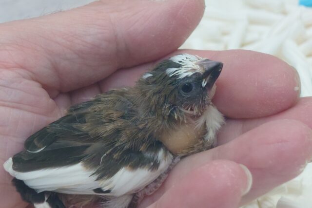 最新画像になります☆ すっかり♪しっかりーぃ☆彡 ジュウシマツ〜〜 十姉妹(ジュウシマツ)