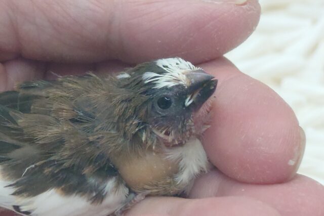 最新画像になります☆ すっかり♪しっかりーぃ☆彡 ジュウシマツ〜〜 十姉妹(ジュウシマツ)