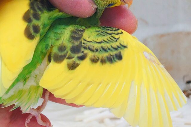 セキセイインコ