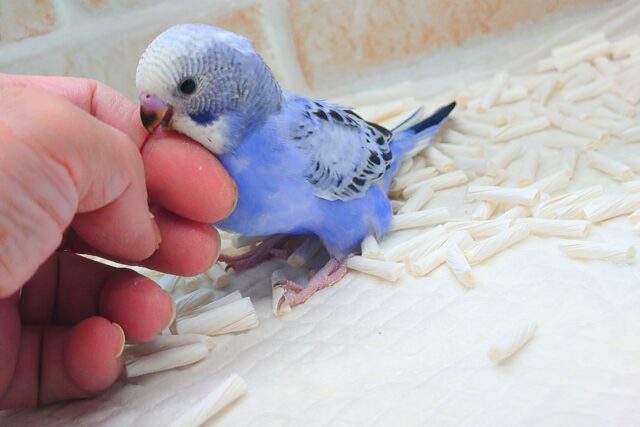 セキセイインコ