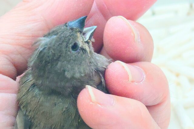 錦花鳥（キンカチョウ）