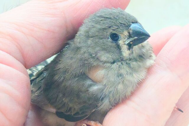 錦花鳥（キンカチョウ）
