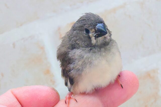 錦花鳥（キンカチョウ）