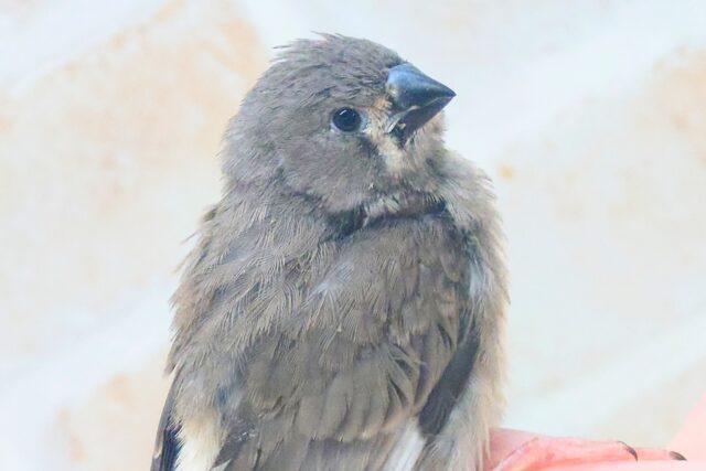 錦花鳥（キンカチョウ）