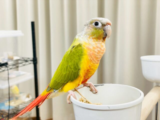 【最新画像】カラフルかわいい甘えんぼう🍍✨ホオミドリウロコインコちゃん(パイナップル) ホオミドリウロコインコ