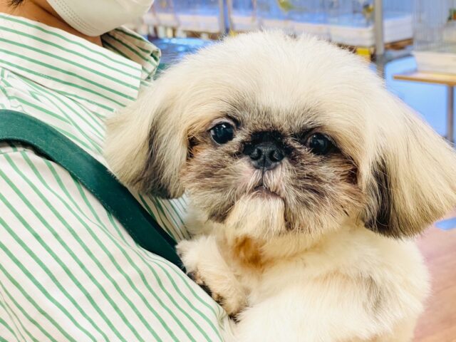 まっくろくろすけ🖤ペキニーズくん ペキニーズ