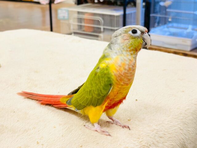 【最新画像】カラフルかわいい甘えんぼう🍍✨ホオミドリウロコインコちゃん(パイナップル) ホオミドリウロコインコ