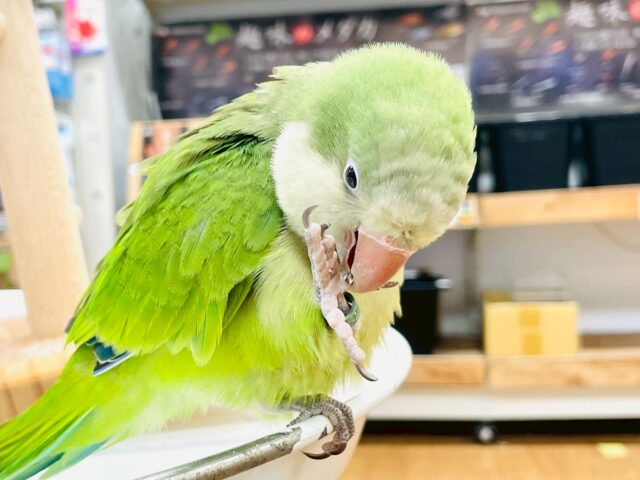 オキナインコ
