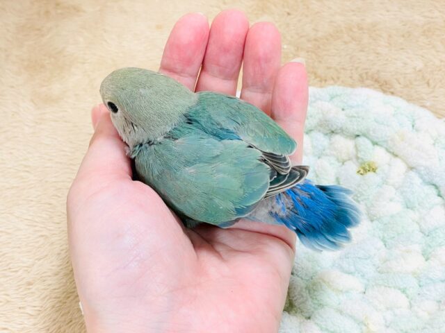 コザクラインコ（小桜インコ）