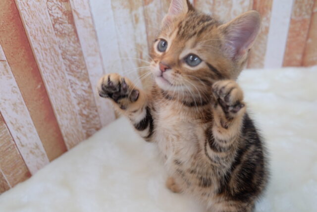 アメリカンショートヘア