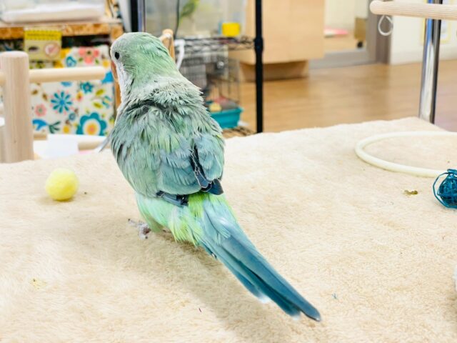 オキナインコ