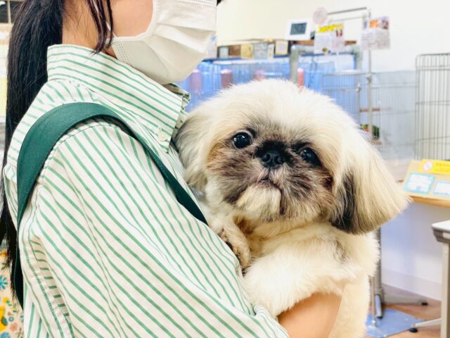 まっくろくろすけ🖤ペキニーズくん ペキニーズ