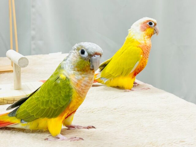 【最新画像】カラフルかわいい甘えんぼう🍍✨ホオミドリウロコインコちゃん(パイナップル) ホオミドリウロコインコ