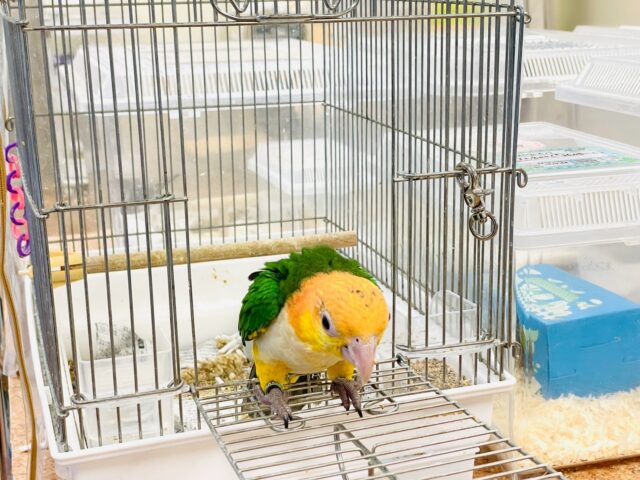シロハラインコ