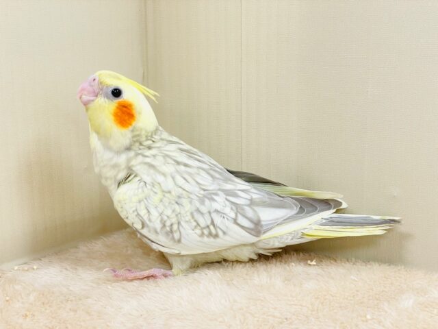 オカメインコ