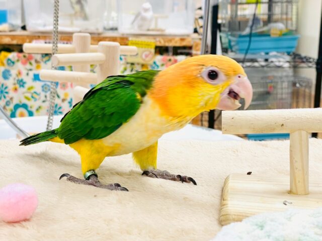 シロハラインコ