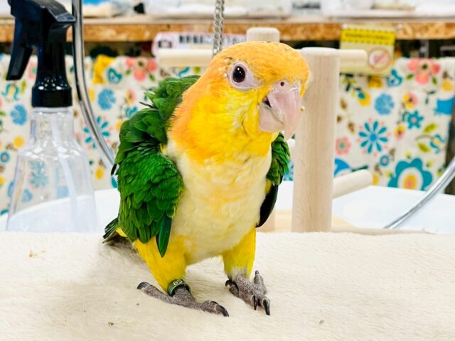 シロハラインコ