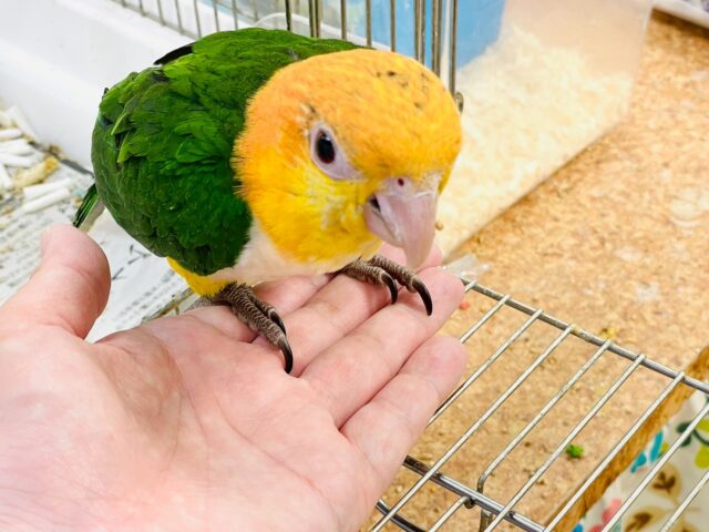 シロハラインコ