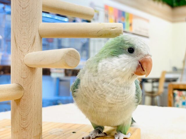 オキナインコ