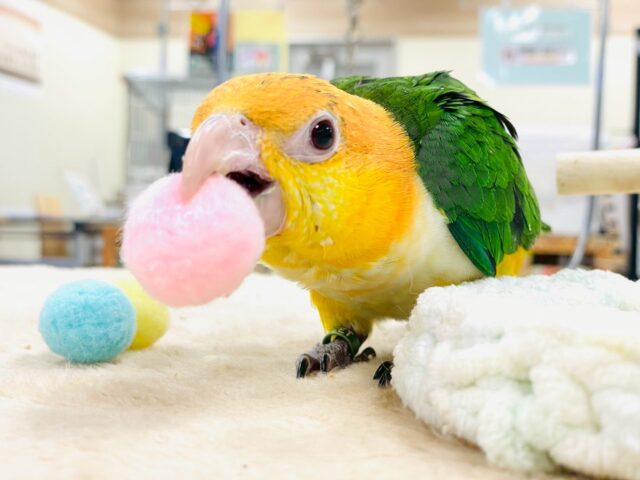 シロハラインコ
