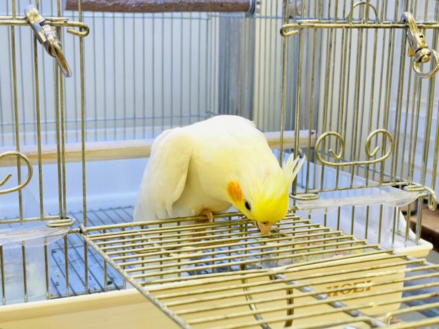 オカメインコ