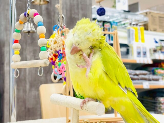 オキナインコ