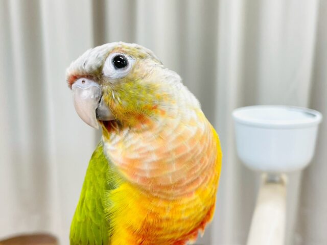 【最新画像】カラフルかわいい甘えんぼう🍍✨ホオミドリウロコインコちゃん(パイナップル) ホオミドリウロコインコ