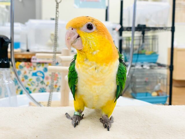 シロハラインコ