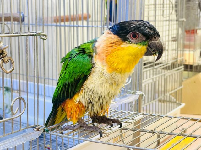 【最新動画】黒い頭が魅力的な元気っ子💕ズグロシロハラインコ(男の子) ズグロシロハラインコ