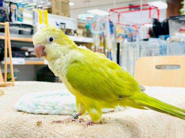 オキナインコ