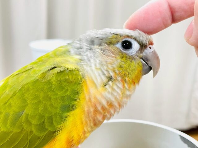 【最新画像】カラフルかわいい甘えんぼう🍍✨ホオミドリウロコインコちゃん(パイナップル) ホオミドリウロコインコ